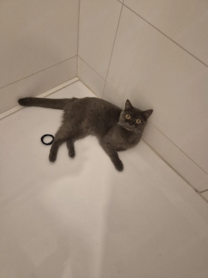 weibliche katze 