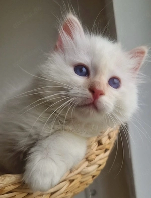 Wunderschöne Heilige Birma Kitten mit STAMMBAUM