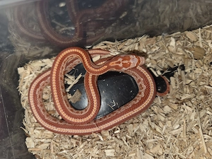 Kornnatter Männchen  Nz 6 26