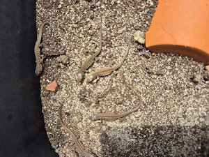 Zauneidechsen Lacerta agilis NZ