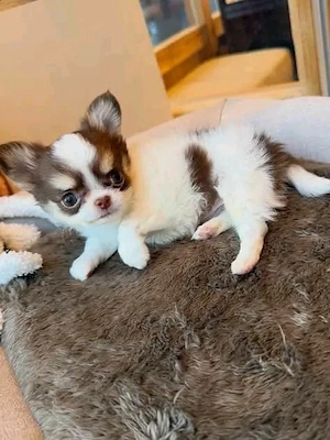Chihuahua-Welpen zur Adoption
