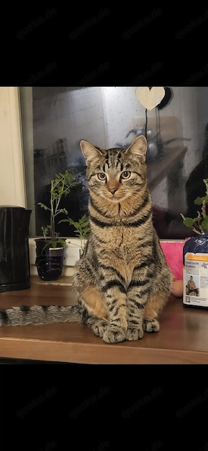 Norweger Kater Mix Bkh 