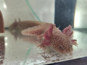 Axolotl Copper und Wildling 