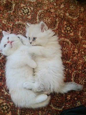 Süße junge Katzen suchen ein liebevolles Zuhause