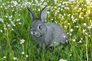 Suche Chinchilla Farbiges Zwergkaninchen