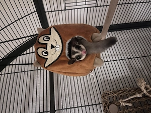 Sugar Glider mit Volliere 