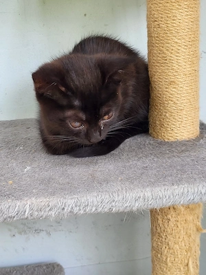 Bauernhof Katze, Baby Katze. 3 Monate alt 