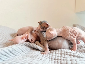 sphynx kitten 