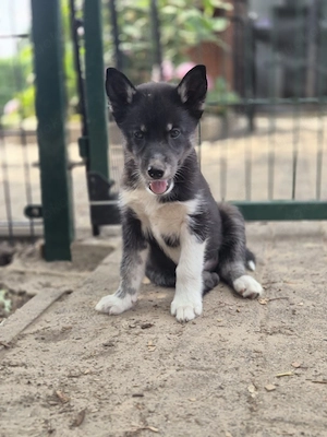 2 Typvolle Siberian Husky Welpen