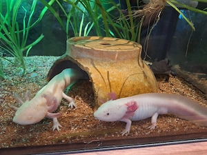 Komplettes Axolotl-Aquarium abzugeben