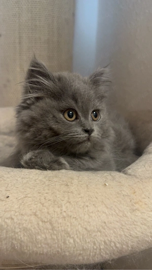 BLH BKH kitten