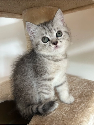 BKH Kitten