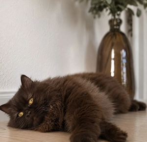 Seltener, prächtiger BLH Kater in schokobraun