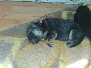 Süße schäferhundewelpen suchen noch