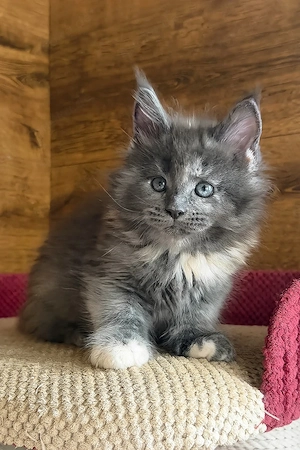 Zuckersüßes, flauschiges Katzenmädchen (3 Monate) sucht ein liebevolles Zuhause