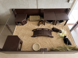 3 männliche Meerschweinchen mit Gehege und viel Zubehör 