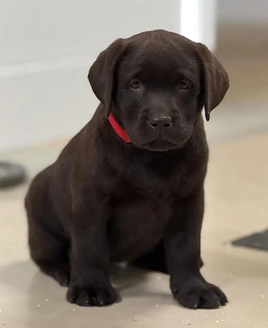 Labrador-Welpen (Rüden und Hündinnen) suchen ein neues Zuhause! 