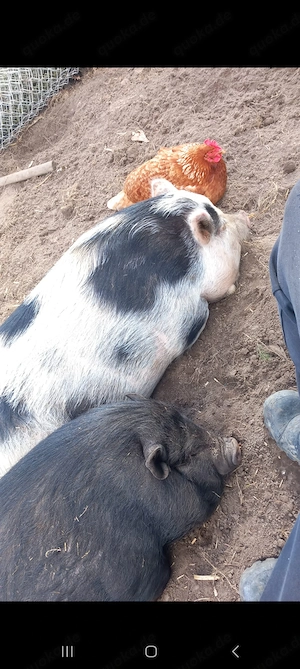 Kune kune, Minischwein, Schweine