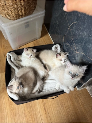 Zuckersüsse Ragdoll Katzenbabys