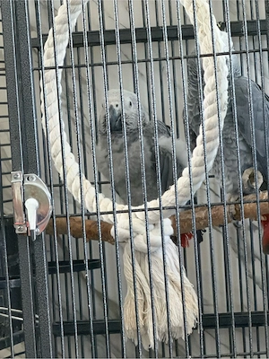 graupapagei hahn
