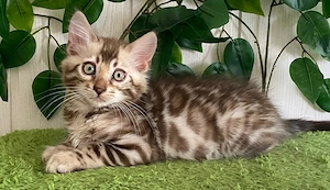 Seltene Cashmere Bengal Kitten in snow sepia spotted mit wunderschönen Rosetten
