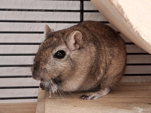 Rennmaus Gerbil weiblich 1,5 Jahre alt
