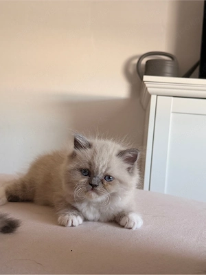 Zauberhafte reinrassige Britisch Langhaar Kitten noch ein liebevolles zuhause 