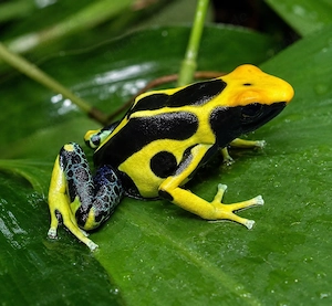 Dendrobates tinctorius  Regina    DNZ 2026 & Tiere aus 2024 abzugeben
