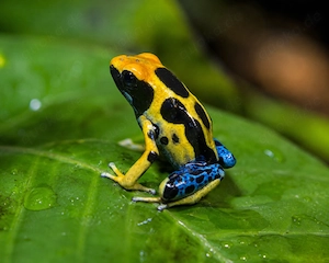 Dendrobates tinctorius  Regina DNZ 2026 abzugeben
