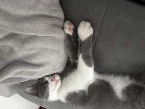 Katze Weiblich 