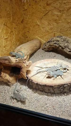 Verkaufe 1,0 Crotaphytus collaris wichita mountains!!!