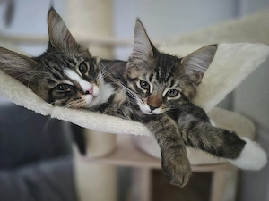 Xxl Norweger Cooni  Mixkitten