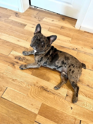 Französische Bulldogge