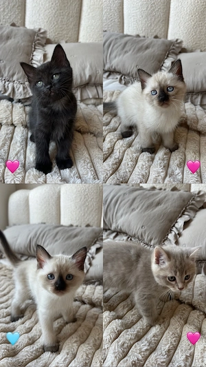 Heilige Birma bkh kitten mix 