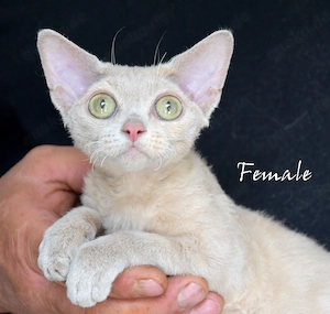 Devon Rex Kitten, nachweislich gesund, reinrassig, in Deutschland geboren .