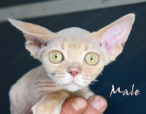 Devon Rex Kitten, nachweislich gesund, reinrassig, in Deutschland geboren .