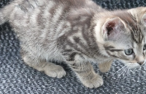 Wunderschöne Kitten , Katzenbabys , tiger , spotted , tabby