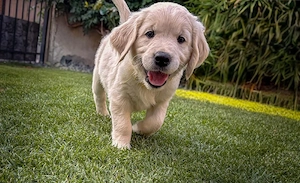 Reinrassige Golden Retriever Maus