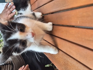 Europäisch Kurzhaar Kitten