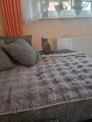 Katzenbabys 