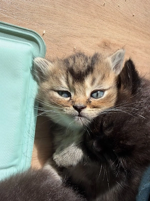 Bkh Blh Kitten suchen ein liebevolles neues Zuhause 