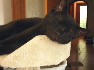  Zauberhafte BKH-Mix-Kitten suchen liebevolles Zuhause 