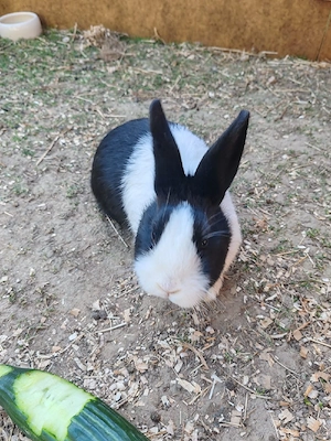 Holländer Kaninchen 