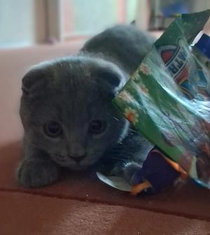 Kater sucht liebevolle zuhause 