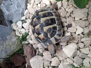 Griechische Landschildkröte 3 Jahre alt 