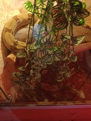 Boa Constrictor Imperator 