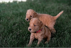 Goldendoodle Welpen F1bb 