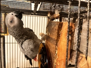 Graupapagei