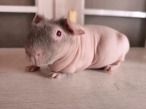 Skinny Pig Mädchen sucht Zuhause 