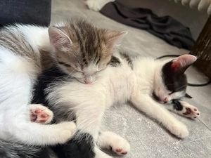 zwei kitten zu verkaufen